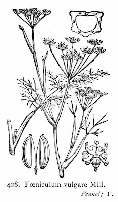 Fenchel Fenchel