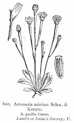 Arnoseris minima (L.) Schweigg. & K&ouml;rte