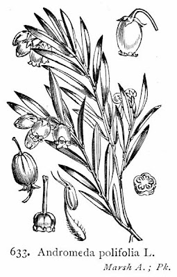 Andromeda,
bog rosemary Andromeda,
bog rosemary