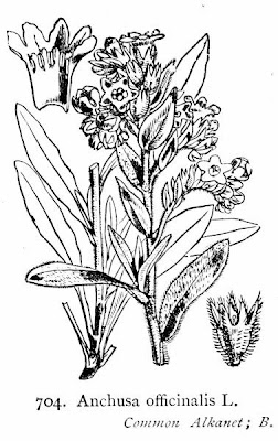 Buglosse officinale Buglosse officinale
