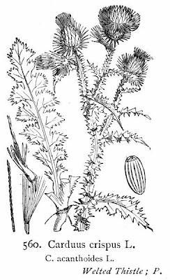 Cardo-espinhoso Cardo-espinhoso