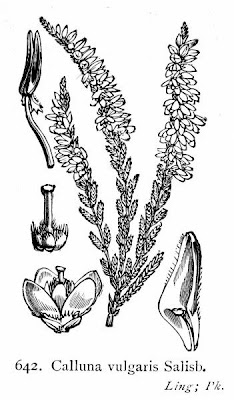 Brentoli Brentoli