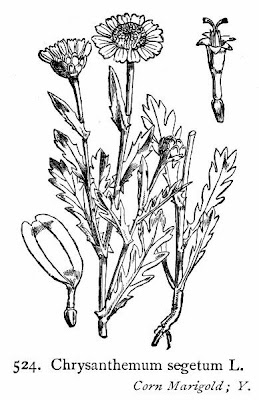 Ingrassabue