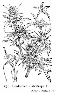 Fiordaliso stellato Fiordaliso stellato
