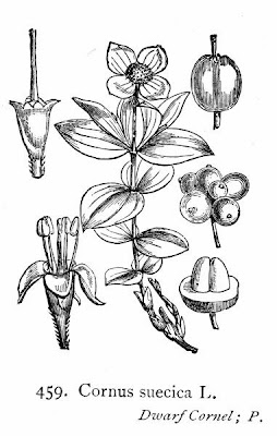 Dwarf cornel