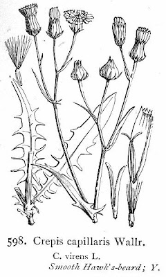 Crépis capillaire Crépis capillaire