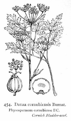 Bladderseed Bladderseed