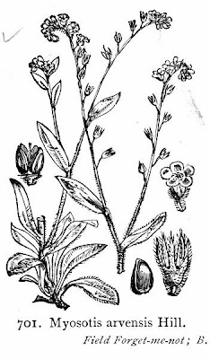Field forget-me-not