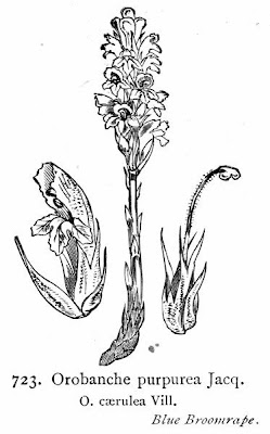 Yarrow Broomrape Yarrow Broomrape