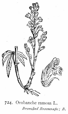 Branched broomrape Branched broomrape