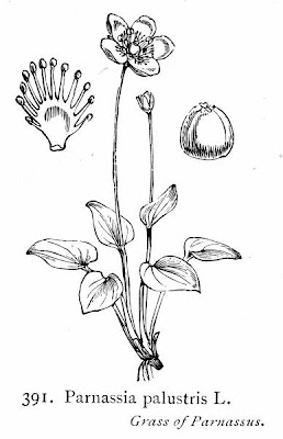Alaska grass of Parnassus Alaska grass of Parnassus
