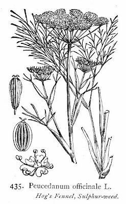 Hog's-fennel Hog's-fennel