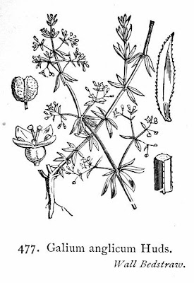 Galium anglicum