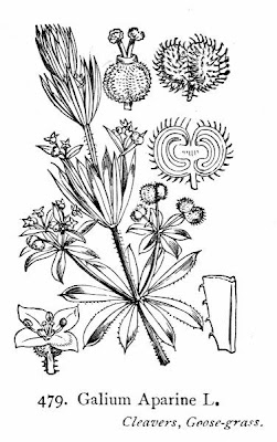 Goose-grass