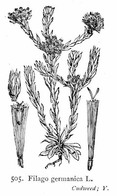 Bambagia comune