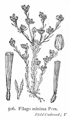 Bambagia minima Bambagia minima