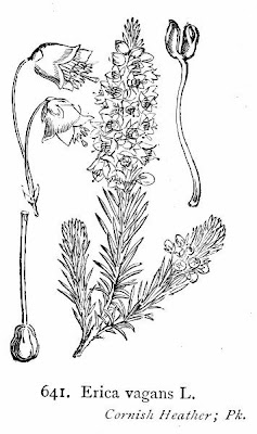 Cornish heath Cornish heath