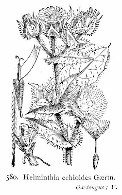 Falsa-serralha