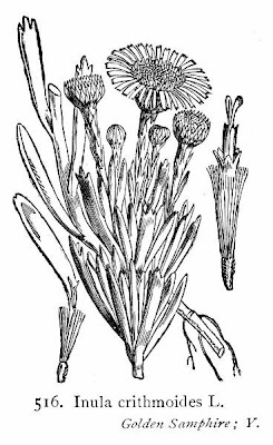 Golden Samphire
