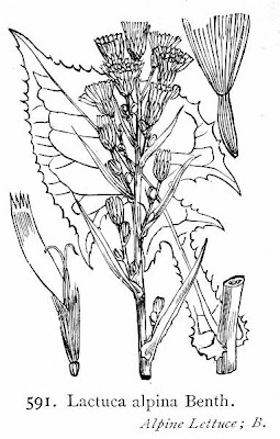 Lactuca alpina,
Alpen-Milchlattich,
Cicerbita violetta,
mountain sow thistle,
tall blue-lettuce