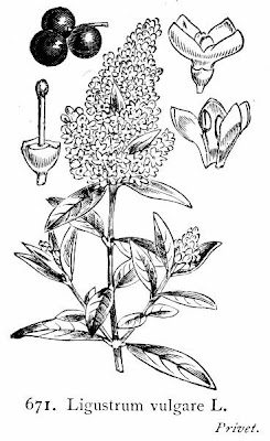 European privet