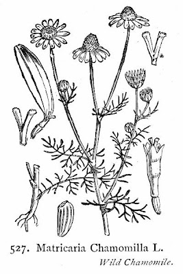 Hungarian chamomile