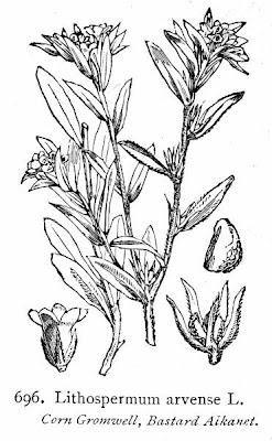 Field gromwell
