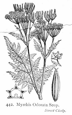 Anise Anise