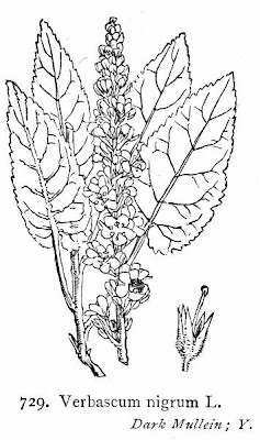 Verbasco nero