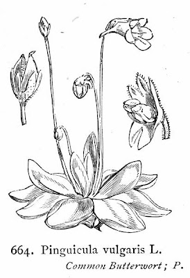 Butterwort Butterwort