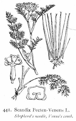 Acicula comune Acicula comune