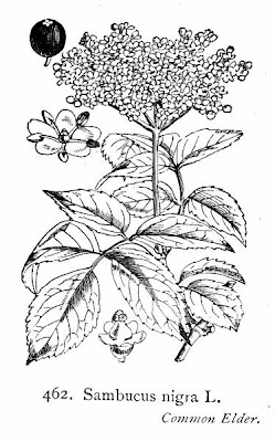 Elder