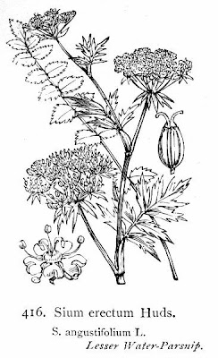Water-parsnip Water-parsnip