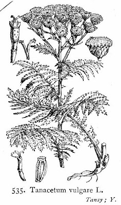 Erba-amara selvatica Erba-amara selvatica