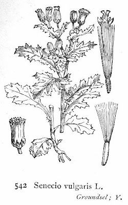 S�ne�on vulgaire