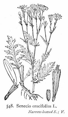 Jacobaea erucifolia,
Senecione serpeggiante