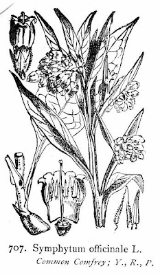 Echter beinwell