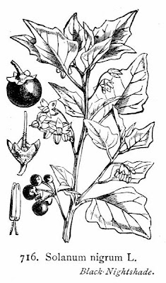 Garden nightshade