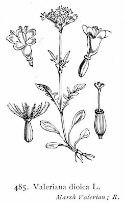 Valeriana dioica,
marsh valerian,
marsh valeriana,
Valeriana palustre,
woods valerian