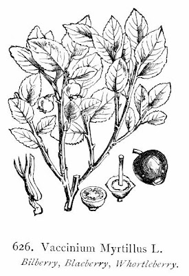 Vaccinium myrtillus,
aojiku-sunoki,
bilberry,
blaeberry,
dwarf bilberry,
Heidelbeere,
hime-usunoki,
Mirtillo nero,
mirtilo,
myrtille,
myrtle blueberry,
myrtle whortleberry,
uva-do-monte,
whinberry,
whortleberry,
Wineberry