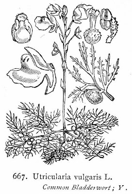 Erba-vescica comune