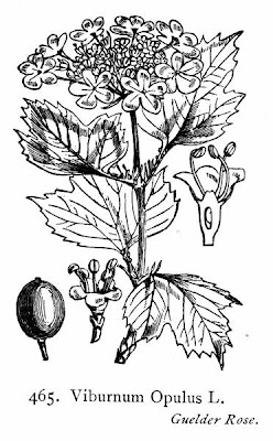 European cranberrybush European cranberrybush