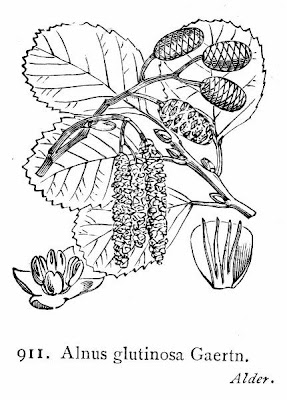 Alnus glutinosa,
black alder,
European alder,
European black alder,
Ontano comune,
Sticky Alder,
swartels