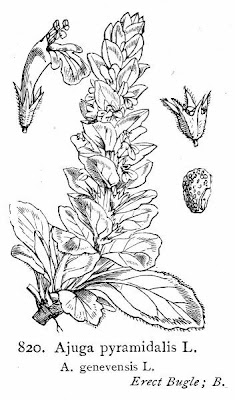 Ajuga pyramidalis L.