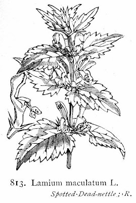 Lamium maculatum L.
