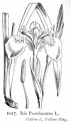 Coltellacci Coltellacci