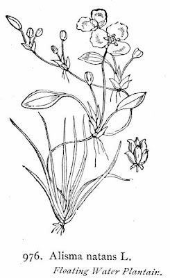 Alisma natans