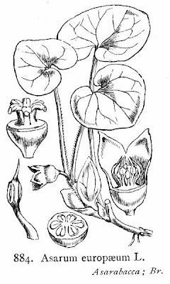 Asarum europaeum L.