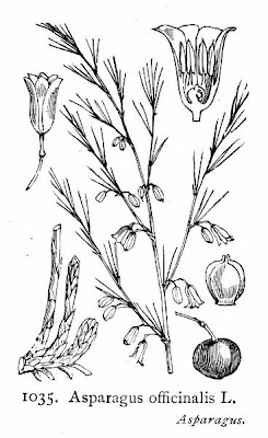Asparagus,
asparagus Asparagus,
asparagus