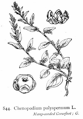 Erva-das-sementes